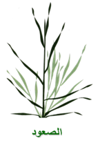 المرحلة الثالثة