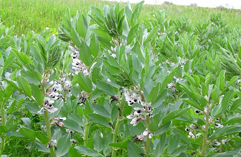 الفول المصري