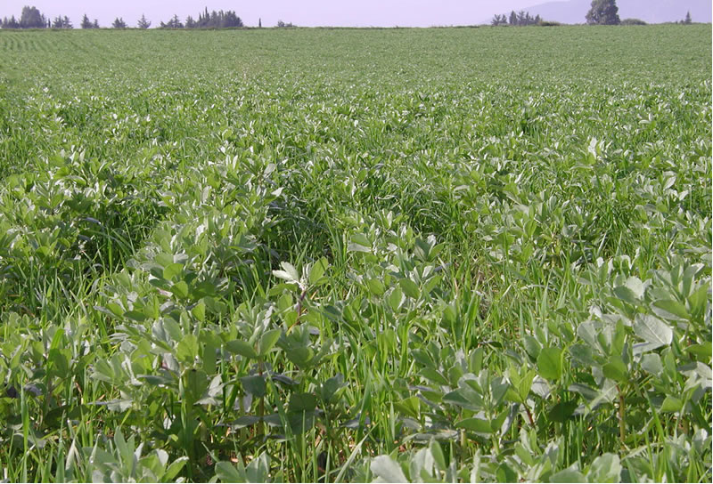 الفول المصري