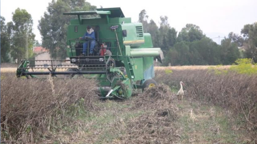 الفول المصري